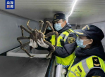 新疆活体帝王蟹进口贸易额突破亿级大关